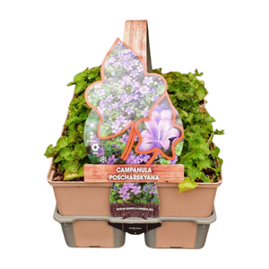 Campanula poscharskyana in sixpack - afbeelding 1