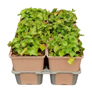 Campanula poscharskyana in sixpack - afbeelding 2