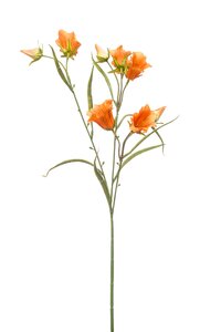 Campanula spray x3 orange 65cm