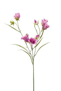 Campanula spray x3 purple 65cm