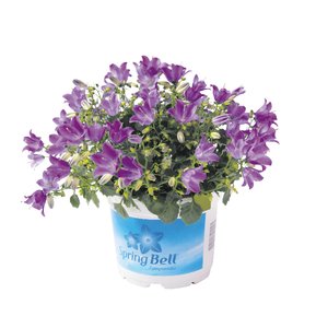 Campanula Spring Bell, in 12cm-pot