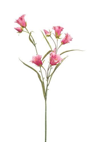 Campanula Tak Zijde - 65cm Fuchsia