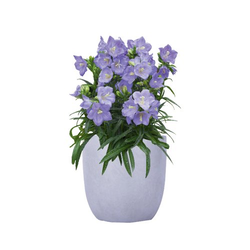 Campanula Takion