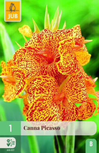 Canna picasso 1st