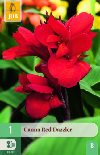 Canna red dazzler 1st