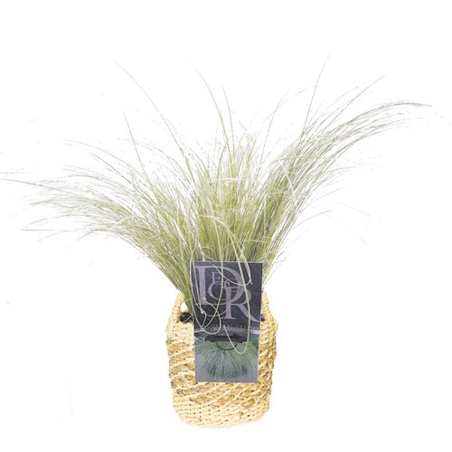 Carex Frosted Curls, in 17cm-pot