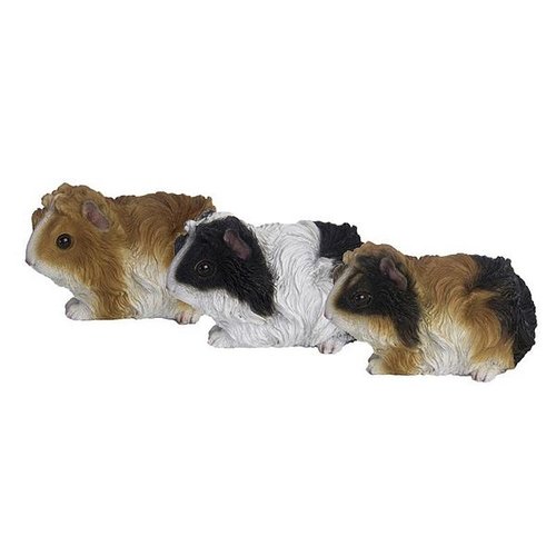 Cavia ass.