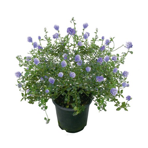 Ceanothus, in 15cm-pot