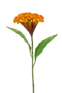 Celosia spray yellow/orange 62cm