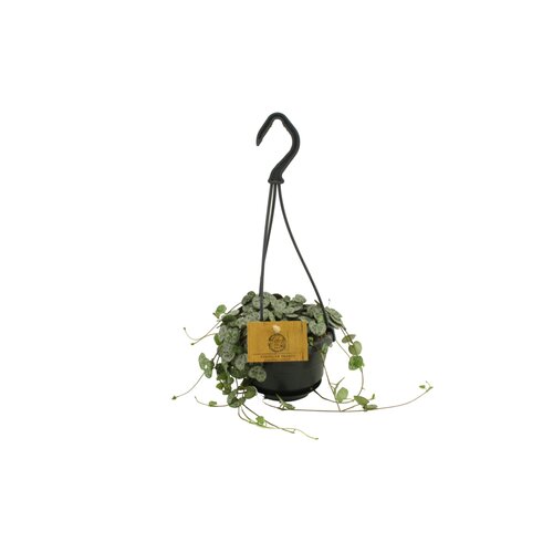 Ceropegia Woodii Variagatum String Of Hearts, in 10.5cm-hangpot - afbeelding 2