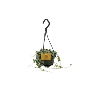 Ceropegia Woodii Variagatum String Of Hearts, in 10.5cm-hangpot - afbeelding 2