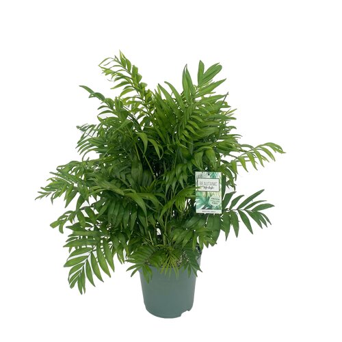 Chamaedorea Elegans, in 24cm-pot