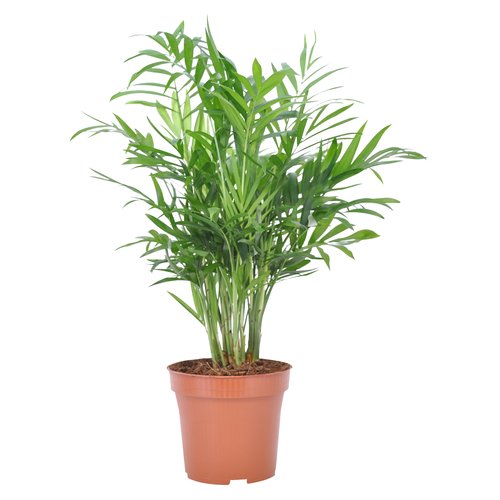 Chamaedorea Palm, in 12cm-pot