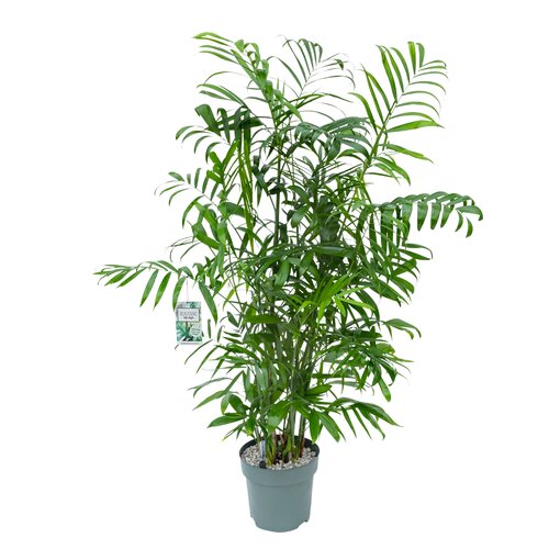 Chamaedorea Seifrizii, in 27cm-pot