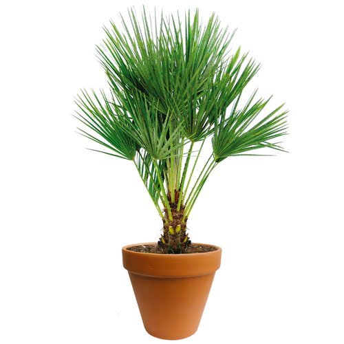 Chamaerops palm 90cm hoog, in 24cm-pot