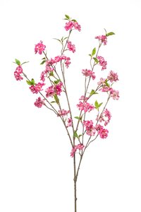 Cherry blossom branch fuchsia 120cm