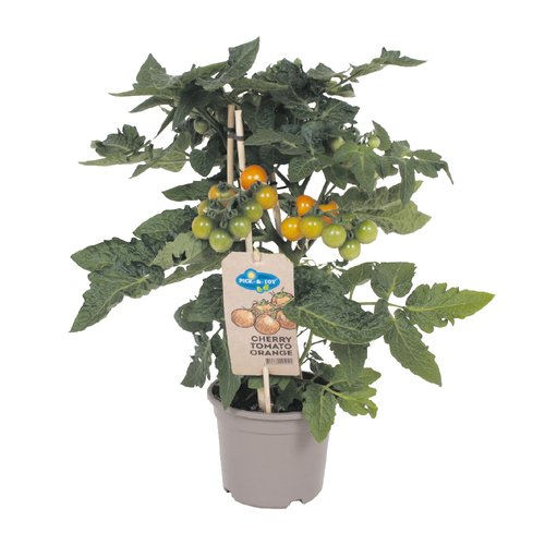 Cherrytomaat oranje, in 14cm-pot