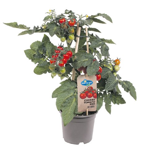 Cherrytomaat rood, in 14cm-pot