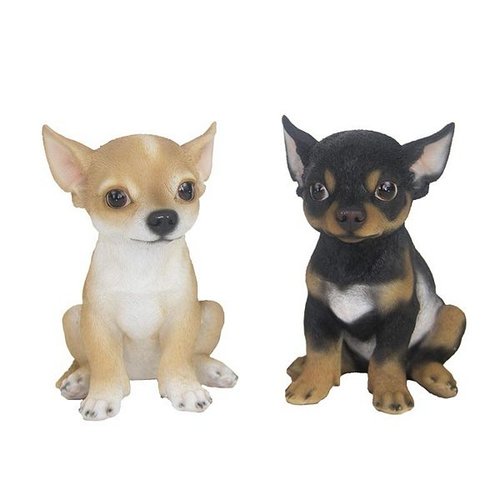 Chihuahua pup zittend ass.