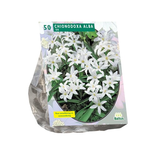 Chionodoxa Alba per 50 - afbeelding 1