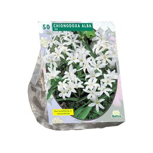 Chionodoxa Alba per 50 - afbeelding 1