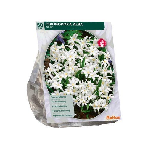 Chionodoxa Alba per 50 - afbeelding 2