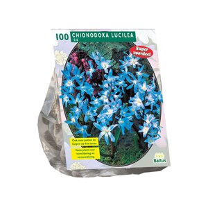 Chionodoxa Luciliae per 100 - afbeelding 1