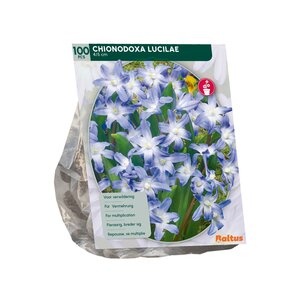 Chionodoxa Luciliae per 100 - afbeelding 2