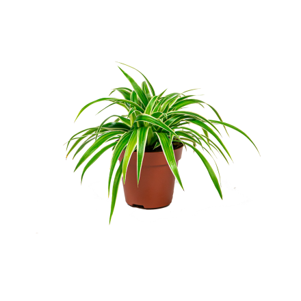 Chlorophytum Ocean, in 10.5cm-pot