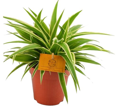 Chlorophytum Ocean, in 12cm-pot