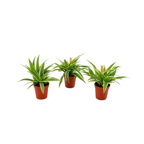 Chlorophytum Ocean, in 5.5cm-pot