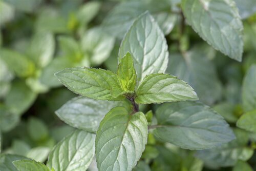 Chocolademunt, in 14cm-pot - afbeelding 1