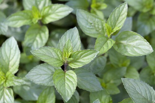 Chocolademunt, in 14cm-pot - afbeelding 2