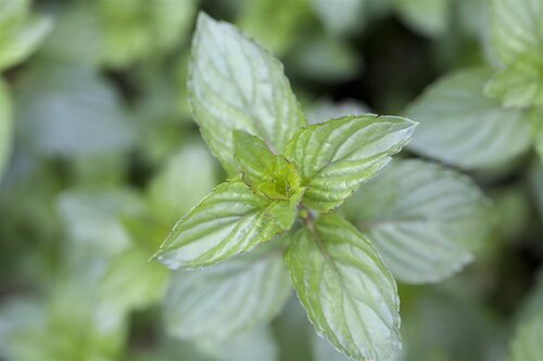 Chocolademunt, in 14cm-pot - afbeelding 3