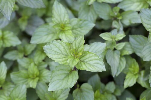 Chocolademunt, in 14cm-pot - afbeelding 4