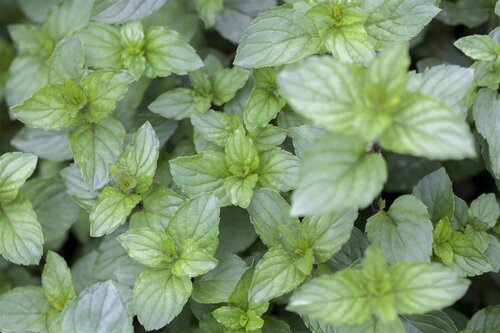 Chocolademunt, in 14cm-pot - afbeelding 5
