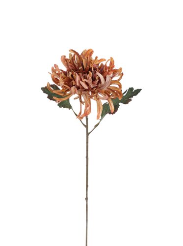 Chrysant 50 cm brown