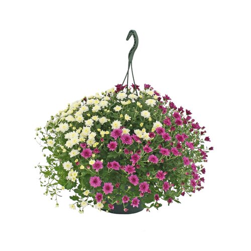 Chrysanthemum 'Skyfall', in hangpot