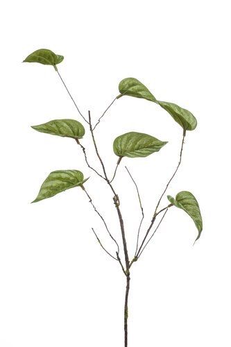 Cissus curly branch lt green 66cm