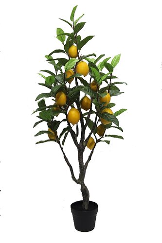 Citroenboom 120cm