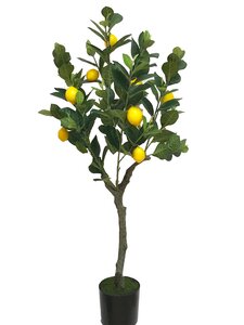 Citroenboom 90cm