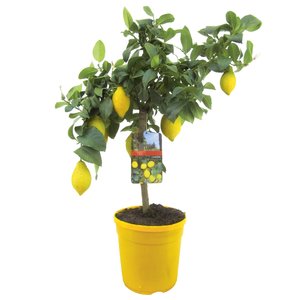 Citroenboom, in 21cm-pot - afbeelding 1