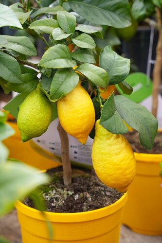 Citroenboom, in 21cm-pot - afbeelding 3