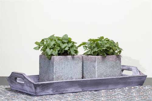 Citroenmelisse, in 14cm-pot - afbeelding 2