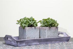 Citroenmelisse, in 14cm-pot - afbeelding 2