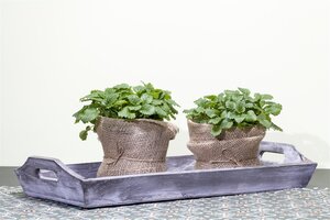 Citroenmelisse, in 14cm-pot - afbeelding 3