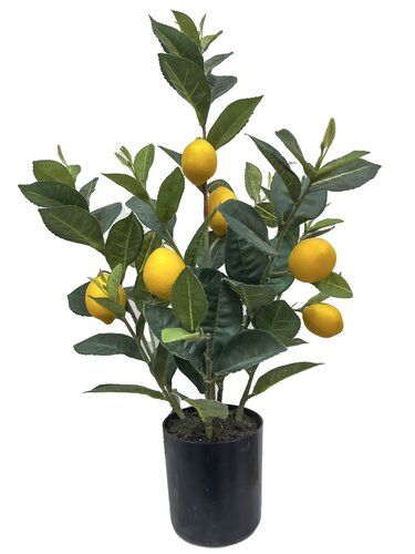 Citroenplant 50cm