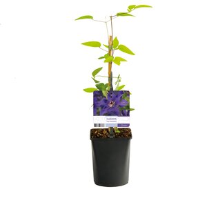 Clematis, in 11cm-pot