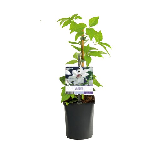 Clematis, in 11cm-pot - afbeelding 3