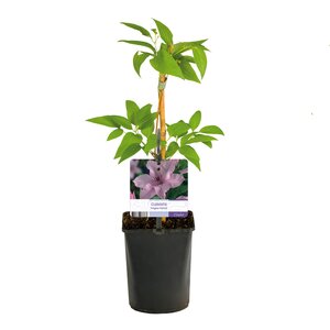 Clematis, in 11cm-pot - afbeelding 4